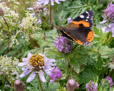 Biodiversity