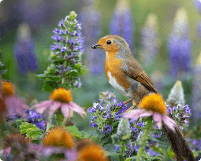 Wildlife